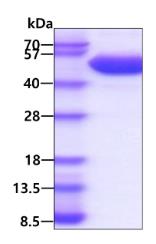 SDS-PAGE (CTLA4-01H).jpg